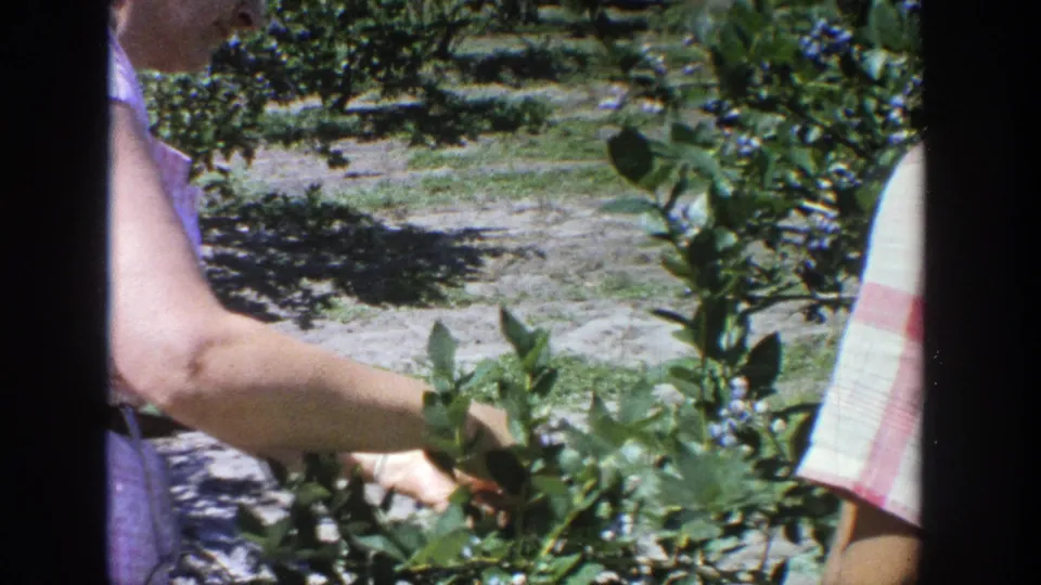 Outdoor 8mm frame from Wisconsin showing a person in a purple dress reaching into blueberry bushes near sandy rows.
