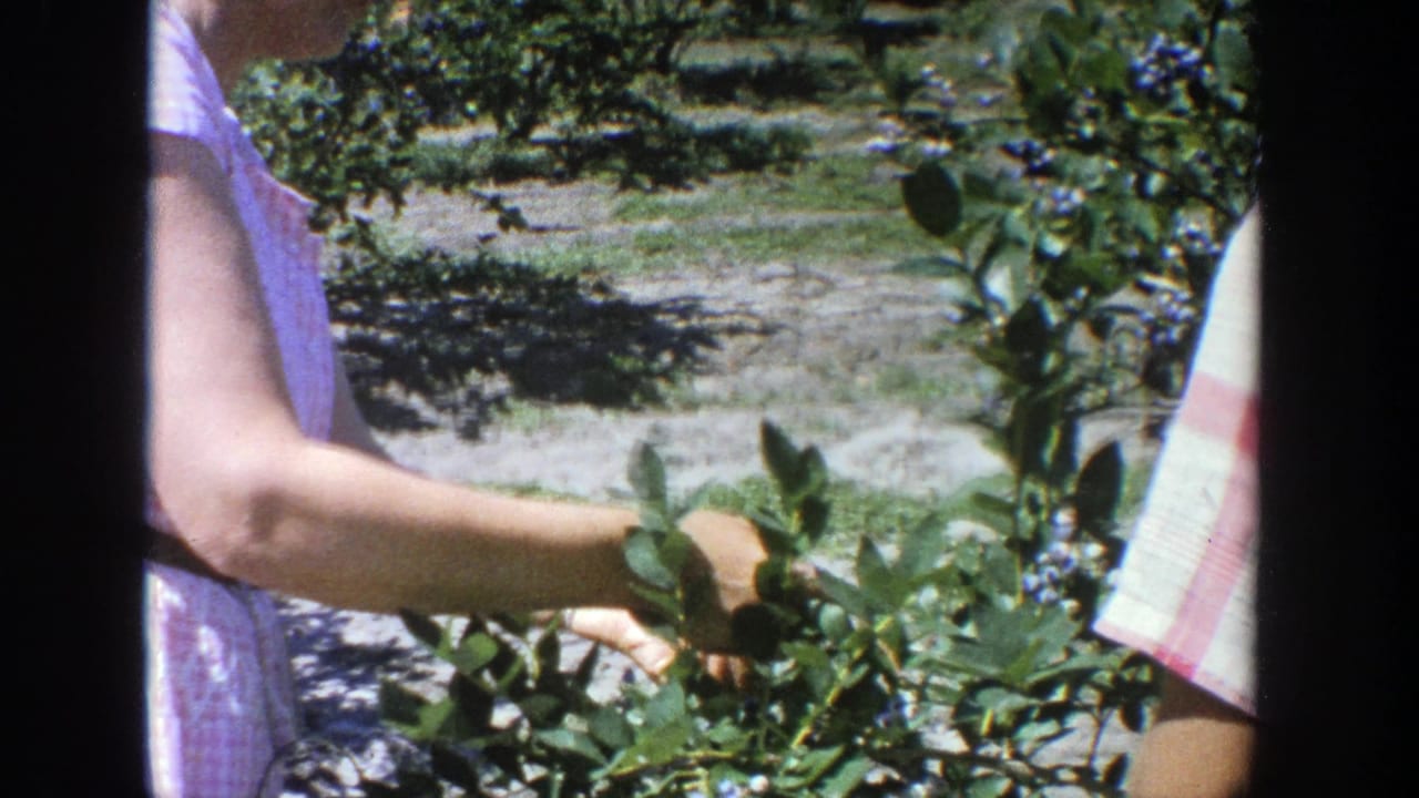 1964 Wisconsin 8mm frame of a woman in a pink checkered dress reaching into blueberry branches in bright daylight.