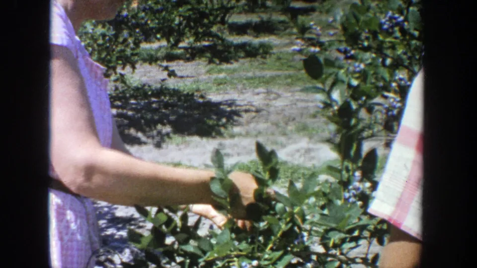 1964 Wisconsin 8mm frame of a woman in a pink checkered dress reaching into blueberry branches in bright daylight.
