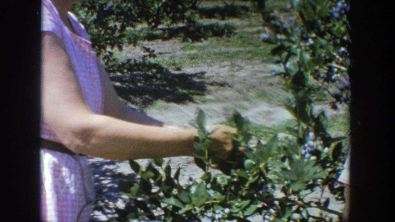 Person's arm extends across blueberry branches with orchard rows behind.