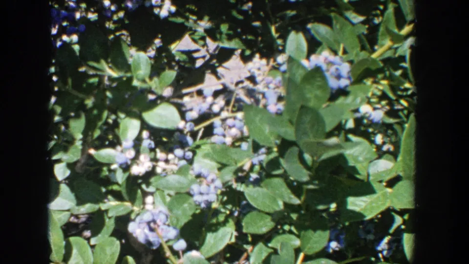 Close 8mm view of ripe blueberries and green foliage in the 1964 Wisconsin picking scene.