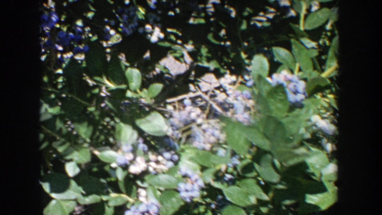 Close view of blueberry clusters among green leaves with dark 8mm frame edges.
