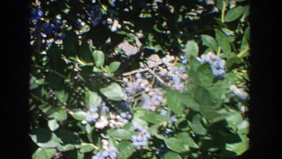 1964 Wisconsin 8mm frame showing ripe blueberries clustered on leafy bushes in bright daylight.