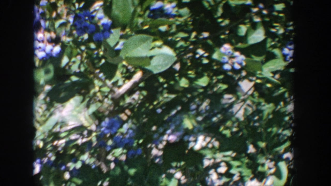 Blueberry bushes fill the frame with leaves, branches, and scattered ripe berries.