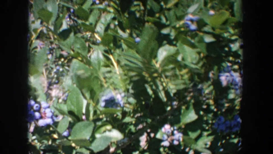 Close 8mm view of Wisconsin blueberry foliage, with clusters of ripe berries partly obscured by leaves.