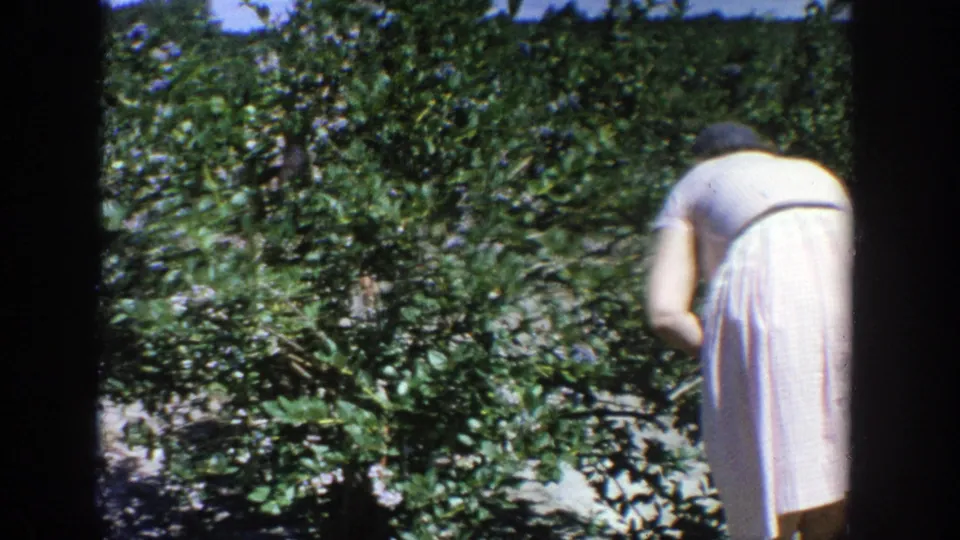 A woman in a light dress and apron bends among blueberry bushes in 1964 Wisconsin home-movie footage.
