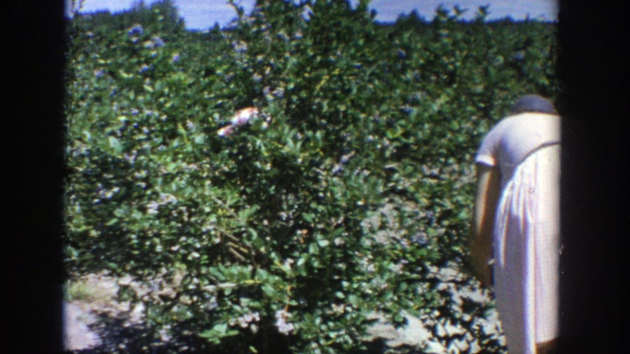 Woman in a pale dress bends over leafy crop rows in a sunny field.