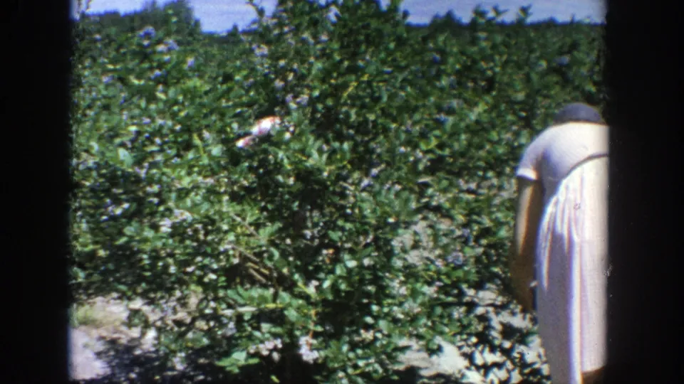 In 1964 Wisconsin home-movie footage, a woman in a pale dress and hat bends among green crop rows under a bright sky.