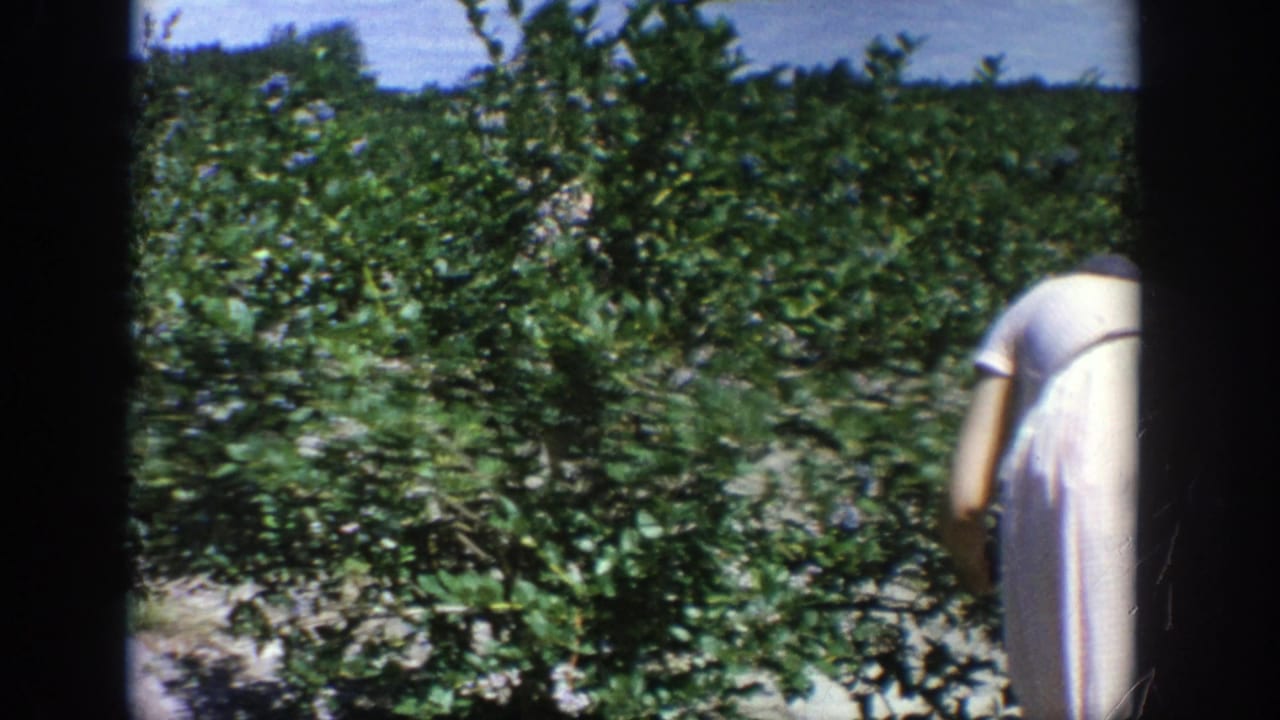 Woman partly at the right edge bends beside dense green plants.