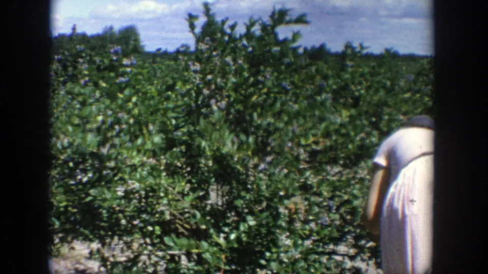 A handheld 8mm frame shows the woman leaning into the plants, with leafy rows and a distant tree line behind her.