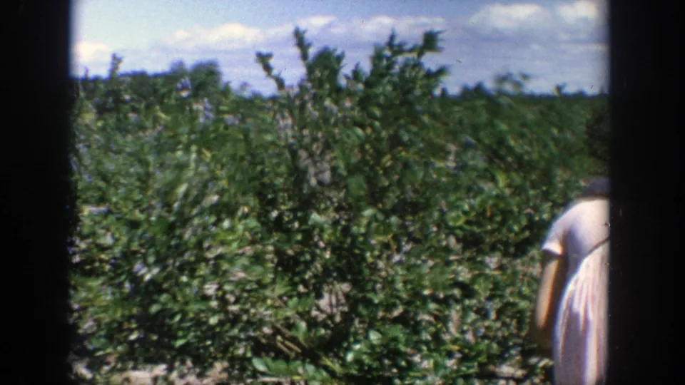 The final frame emphasizes the green crop rows, with the woman partly visible at the right edge of the 8mm home-movie shot.