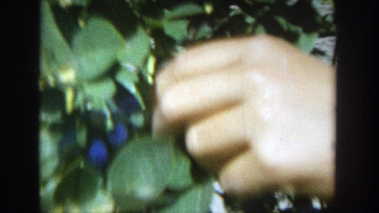 Hand reaching into green leaves with small blue fruit visible nearby.