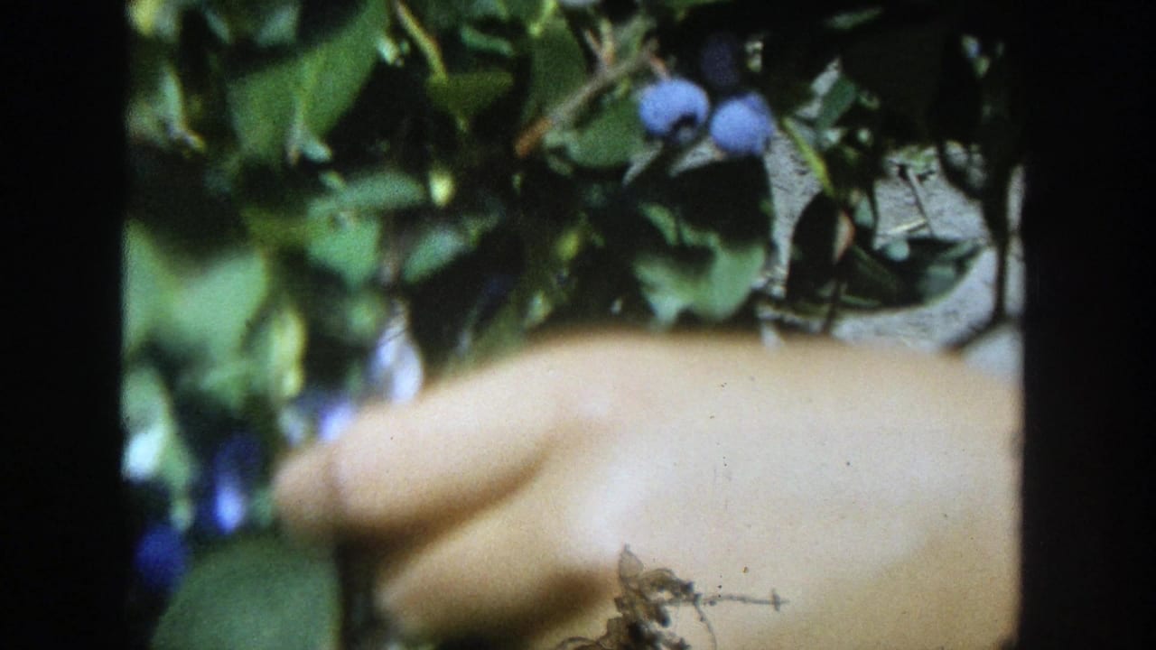 A hand appears beside leafy branches and blue fruit in this close 1964 Wisconsin home-movie frame.