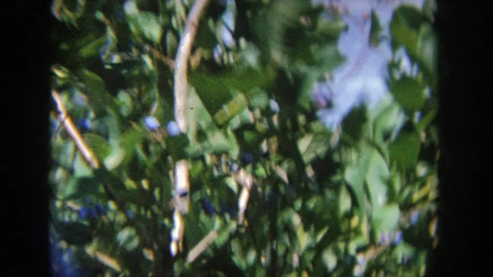 Dense leaves, branches, and small blue fruit fill the frame in supported 1964 Wisconsin 8mm footage.