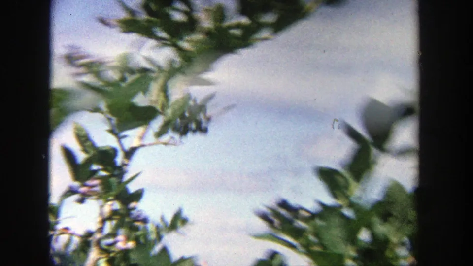 Leafy branches and small blue fruit appear against pale sky in a handheld 1964 Wisconsin home-movie frame.