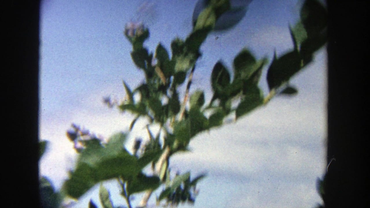 1964 Wisconsin 8mm frame showing sunlit lilac foliage and small purple blossoms against a bright blue sky.