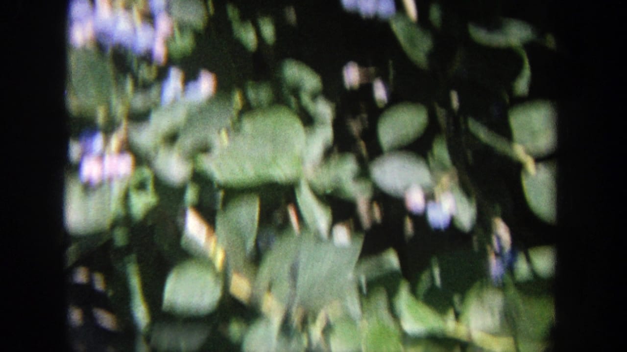 Close view of lilac leaves and pale purple blossoms with soft focus.