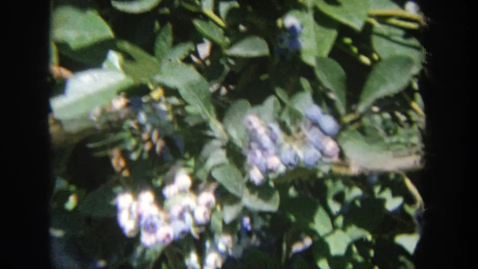 1964 Wisconsin 8mm frame of lilac flower clusters hanging amid dense green leaves, softened by handheld motion.
