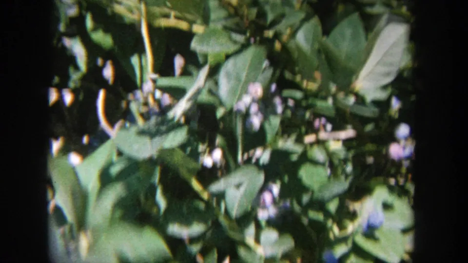 1964 Wisconsin 8mm frame showing dense lilac foliage, small purple blossoms, stems, and bright sunlit highlights.
