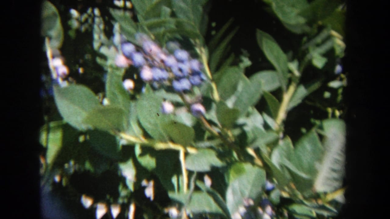 1964 Wisconsin 8mm frame showing blueberry leaves and ripe berries in a close, handheld view.