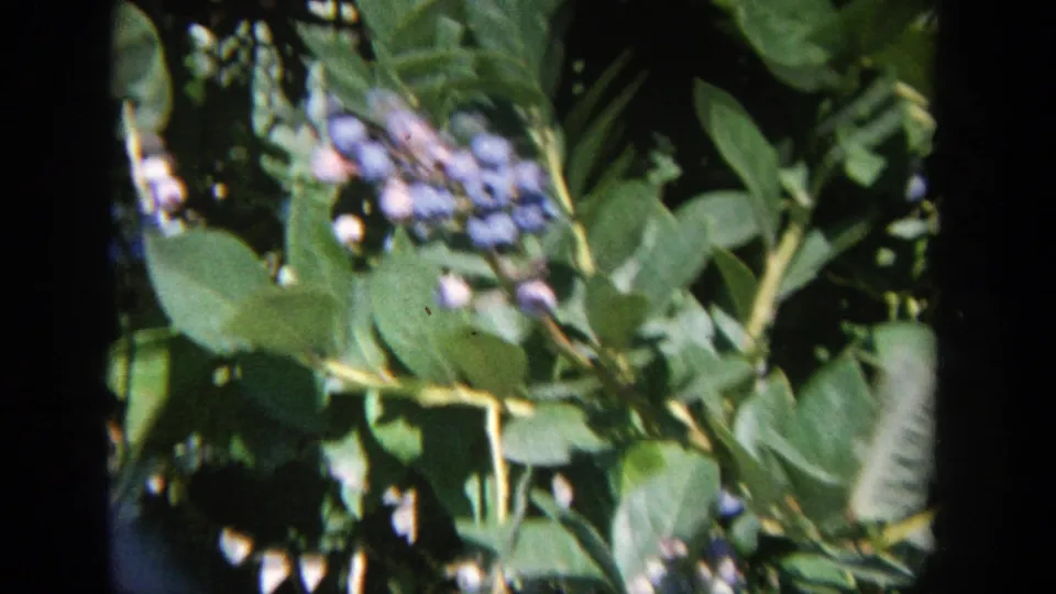 1964 Wisconsin 8mm frame showing blueberry leaves and ripe berries in a close, handheld view.