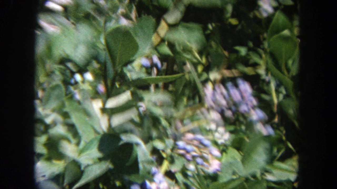 Handheld 8mm view of a Wisconsin blueberry bush with leaves and berry clusters partly obscured by foliage.