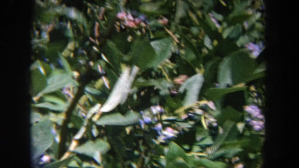 Close 1964 home-movie frame of blueberry foliage, branches, and blurred ripe berries in Wisconsin.