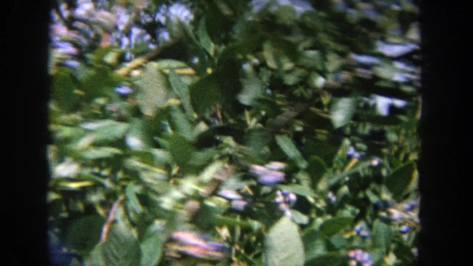 Final 8mm frame shows dense Wisconsin blueberry foliage with ripe berries and strong dark film borders.