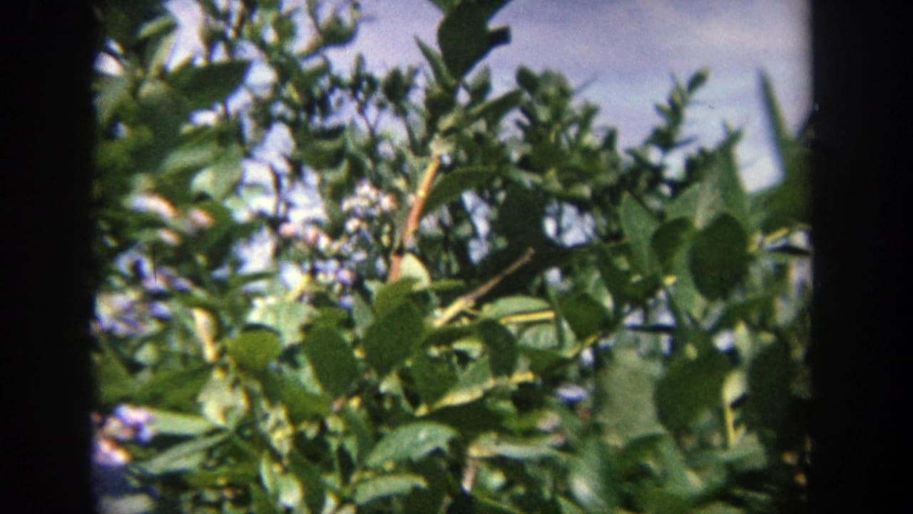 1964 8mm home-movie frame from Wisconsin showing close green leaves and branches against blue sky.