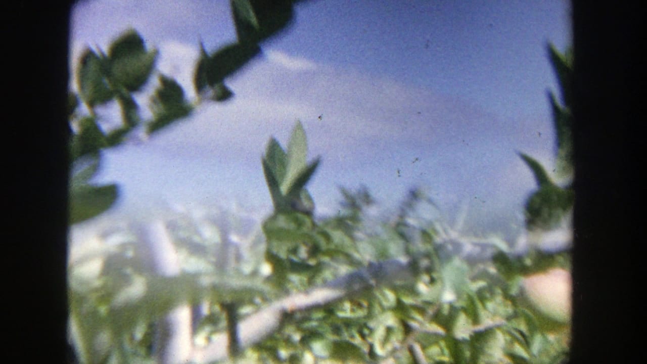 1964 Wisconsin 8mm frame with foliage, branches, and bright sky seen in soft focus.