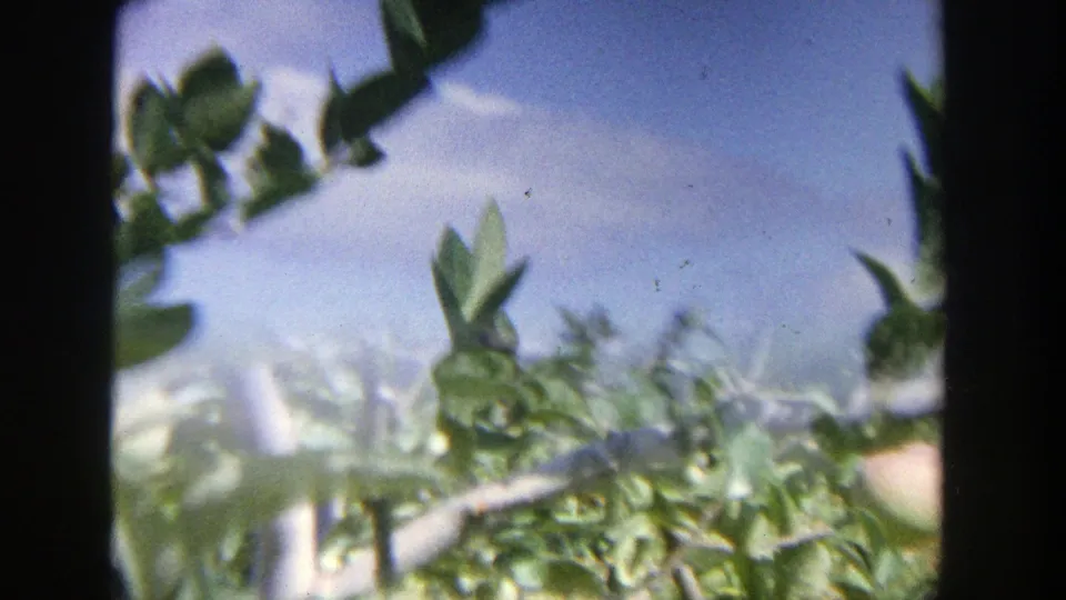 1964 Wisconsin 8mm frame with foliage, branches, and bright sky seen in soft focus.