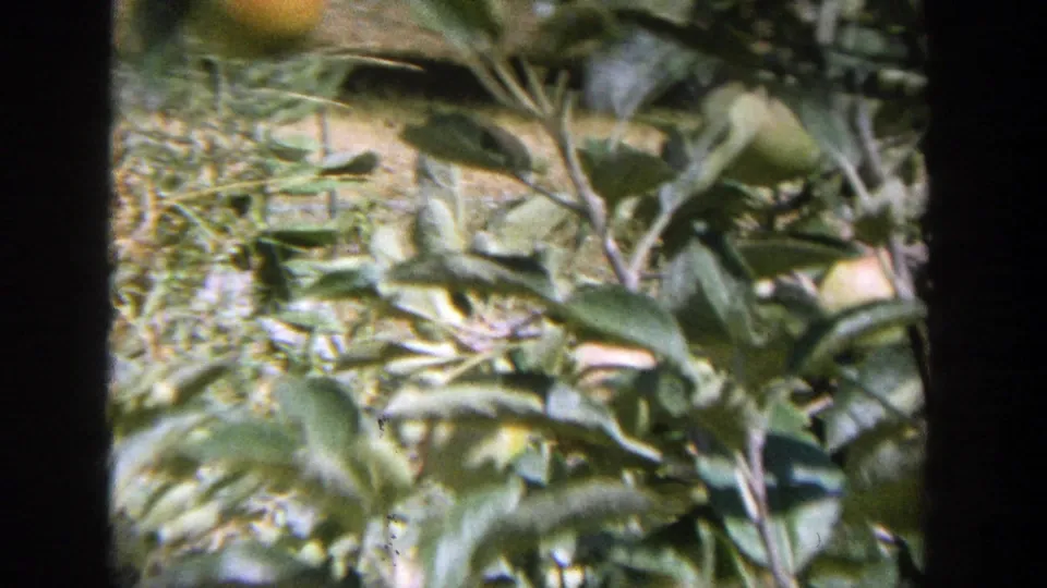 1964 Wisconsin 8mm frame showing round orange-like fruit among leaves, with dry ground visible below.