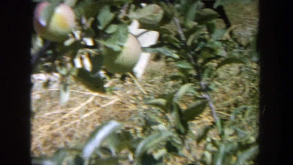 1964 Wisconsin 8mm home-movie frame showing fruit clustered in leafy branches above dry grass or mulch.