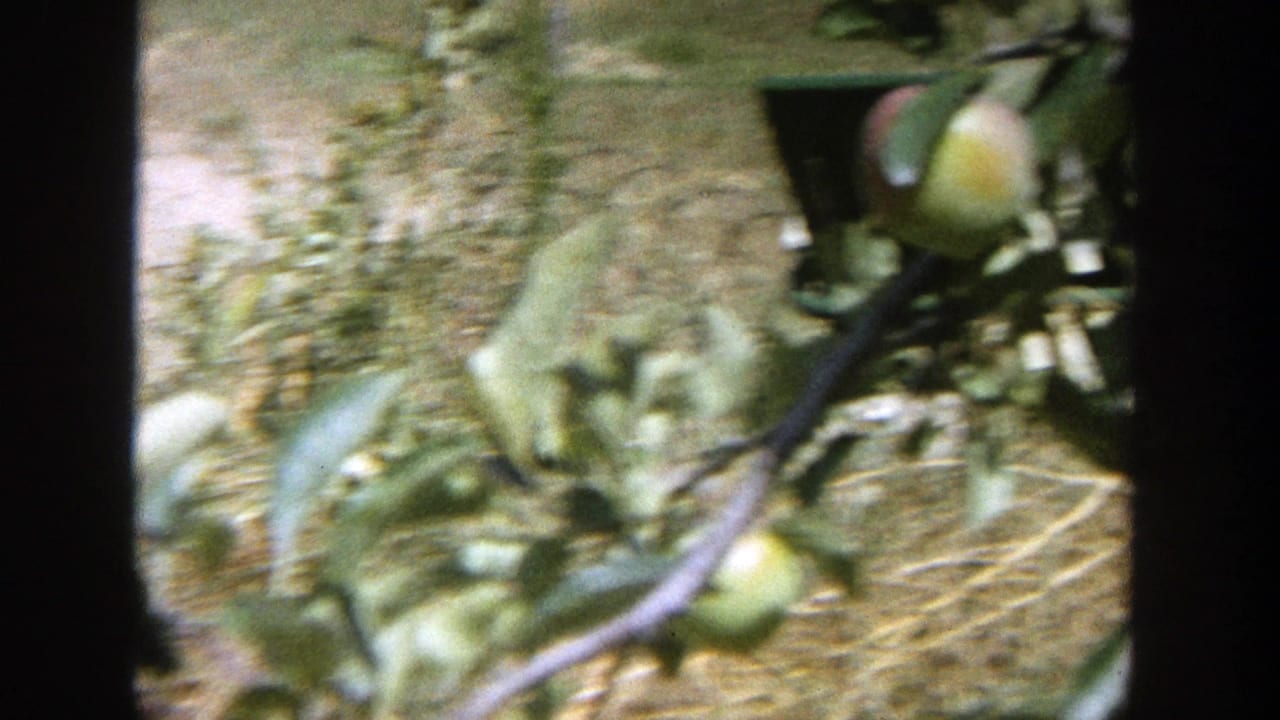 Apple branches with green fruit in an outdoor orchard or garden.