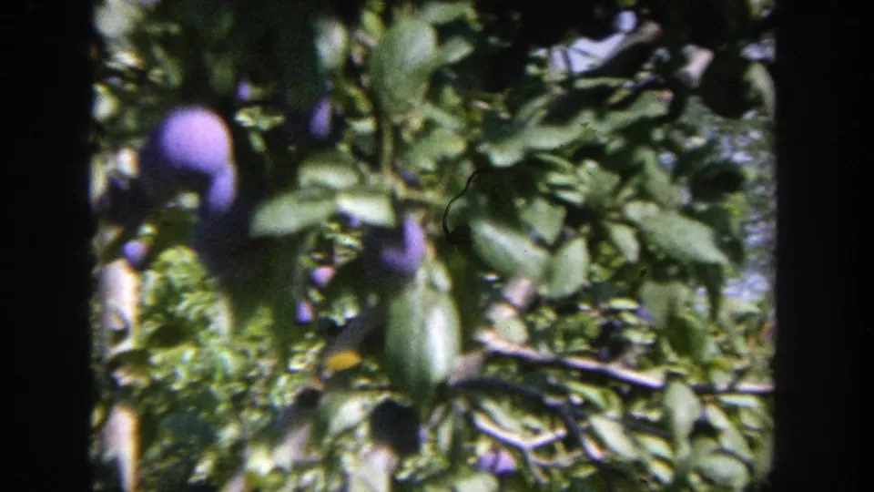 Soft-focus 8mm view of leafy apple branches and fruit in a Wisconsin garden or orchard.