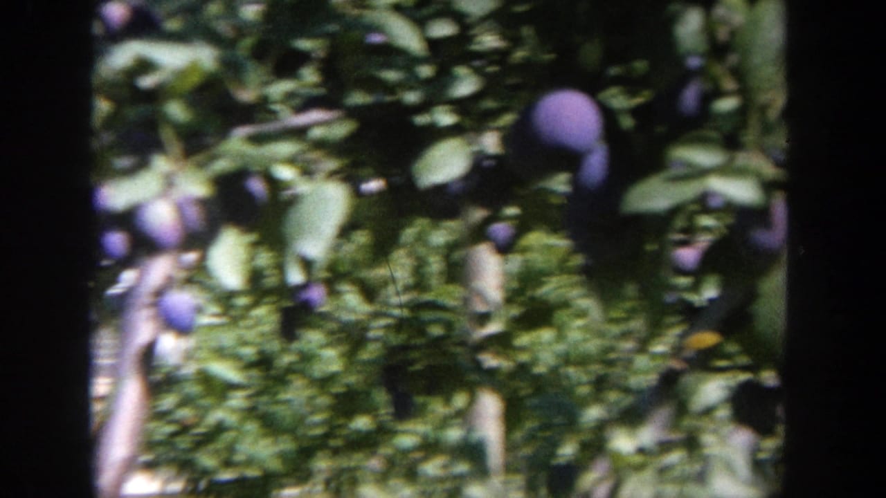 Purple plums hanging among green leaves in bright sun.
