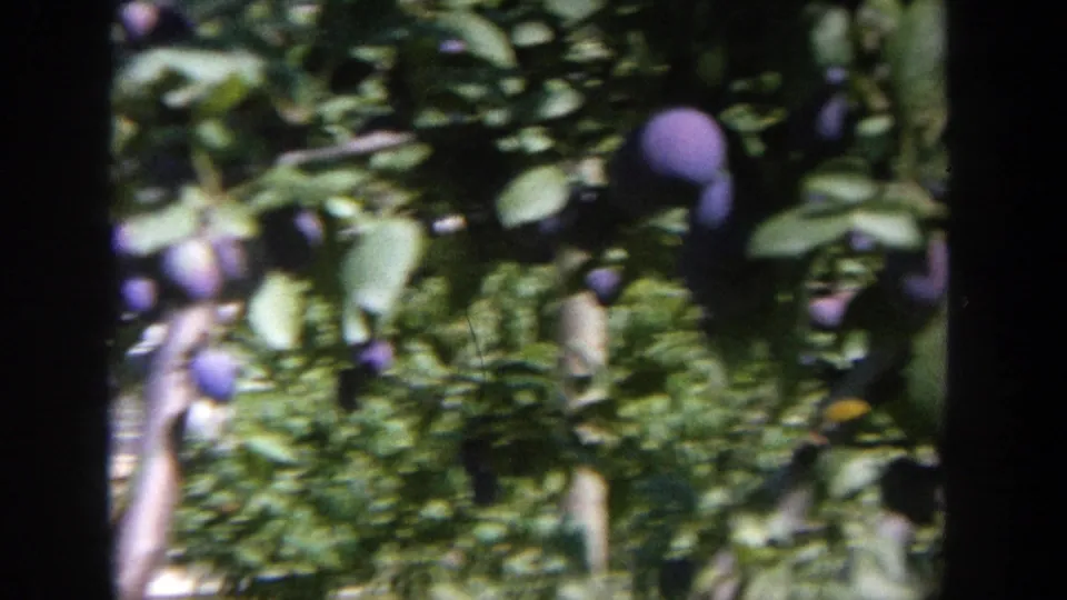 1964 Wisconsin 8mm frame showing purple plums clustered on leafy branches in dappled sunlight.