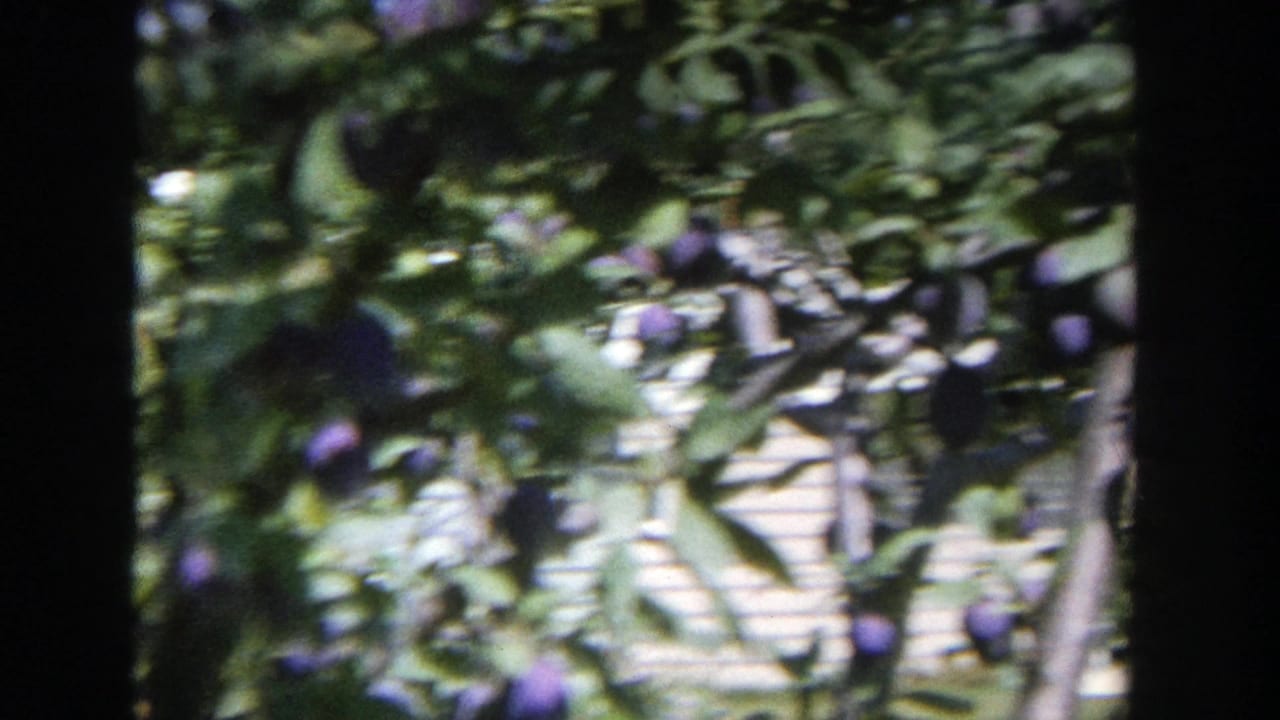 Leafy plum branches with purple fruit and a pale fence-like background shape.