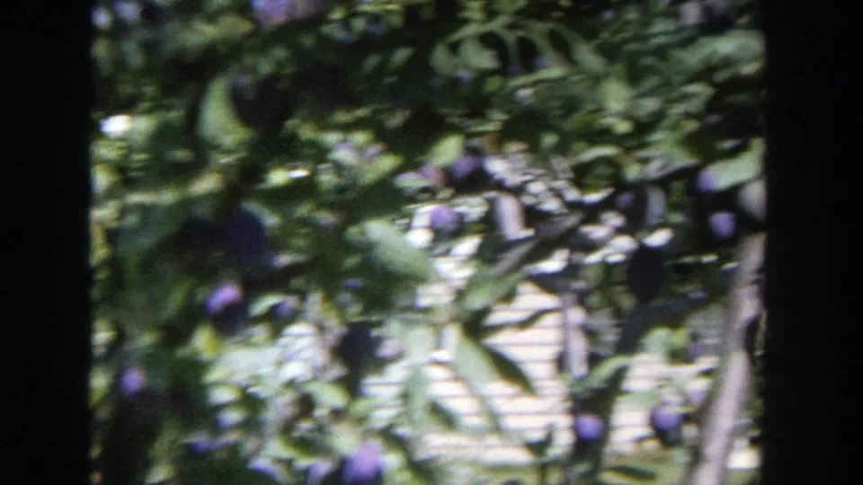 Purple plums and green leaves fill the frame, with a pale background structure partly visible through the branches.