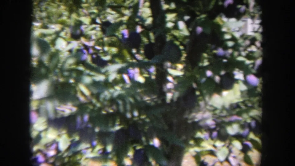 Close 8mm view of dark purple plums clustered among shaded leaves and branches in a sunny outdoor setting.