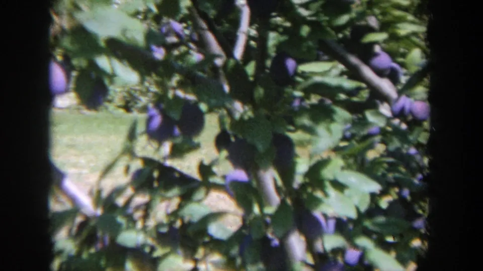 Leafy plum branches with purple fruit hang above visible grass in this 1964 Wisconsin home-movie frame.