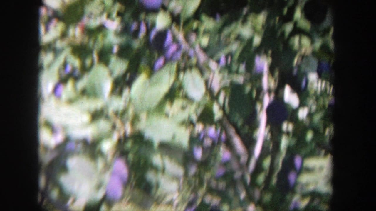 Purple plums and green leaves on branches against bright sky.