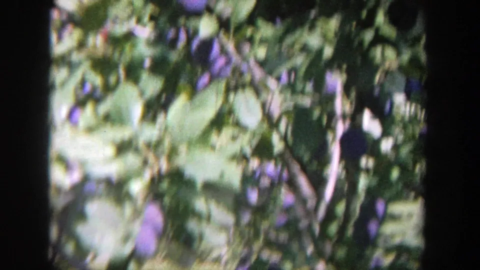 1964 Wisconsin 8mm frame showing purple plums among leafy branches in bright daylight.