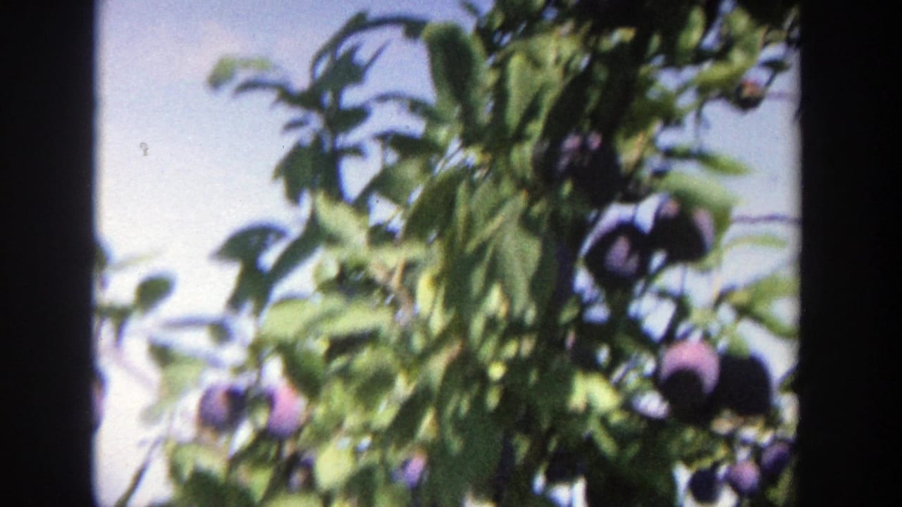 Plum tree branches with dark purple fruit and blue sky behind them.
