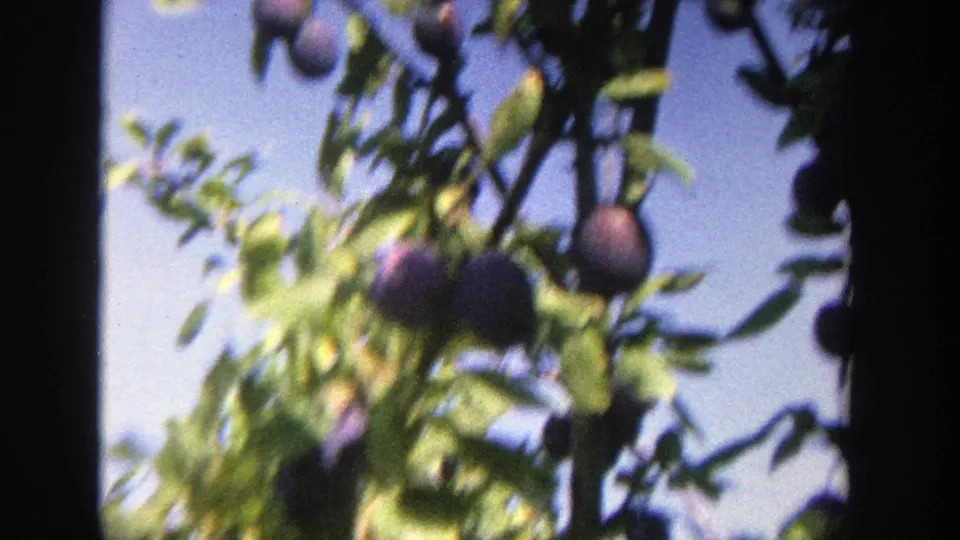 Close orchard view of clustered purple plums and green leaves, with handheld 8mm softness.