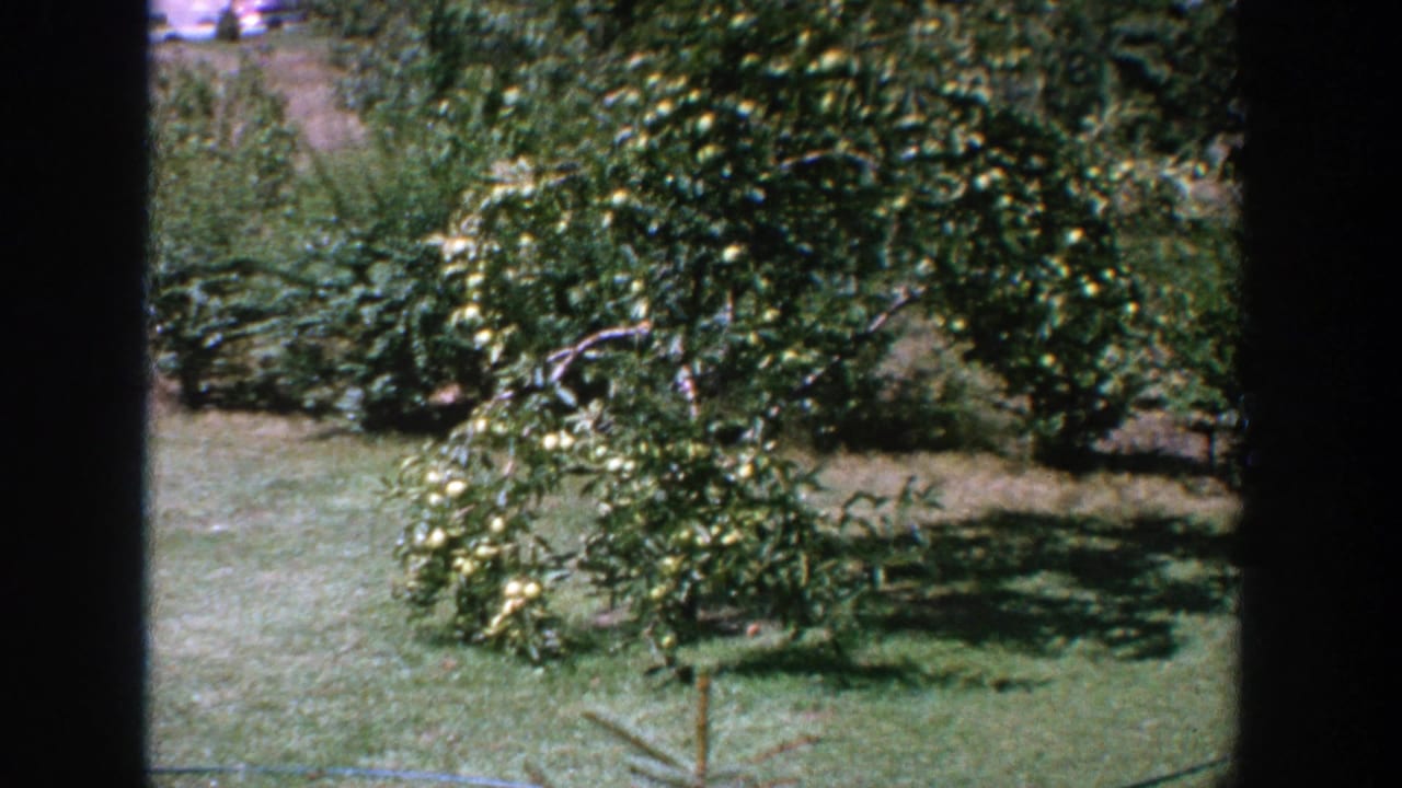 A leafy fruit tree heavy with yellow fruit fills the yard scene in 1964 Wisconsin home-movie footage.