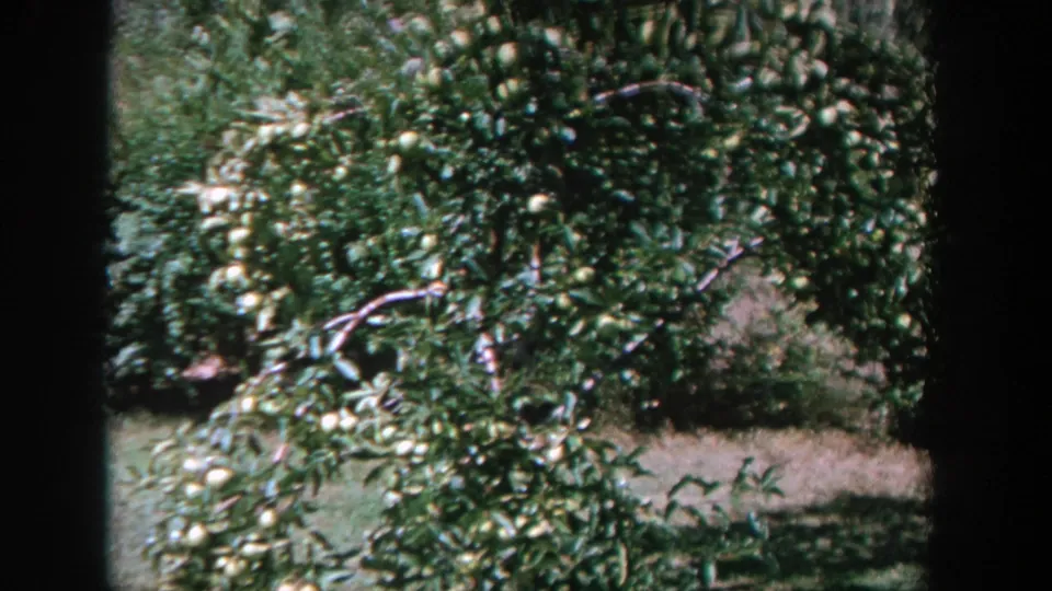 The camera moves closer to fruit-laden branches, showing clusters of yellow fruit against green leaves and grass.