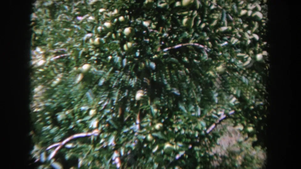A soft handheld 8mm view lingers on yellow fruit clustered among dense leaves in the garden tree.