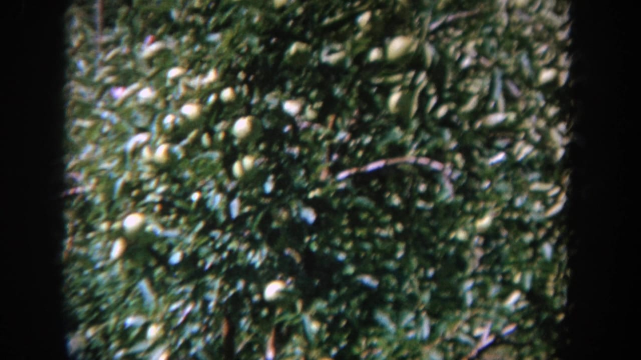 1964 Wisconsin 8mm frame showing a leafy backyard tree with pale round fruit, likely apples, in bright sunlight.