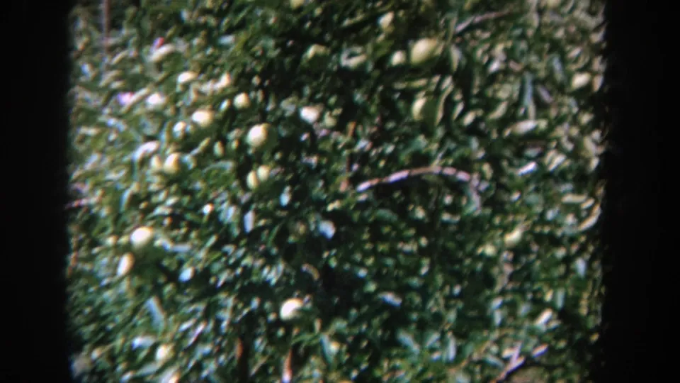 1964 Wisconsin 8mm frame showing a leafy backyard tree with pale round fruit, likely apples, in bright sunlight.